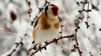 灰文鸟叫声视频,揭秘自然界的和谐旋律