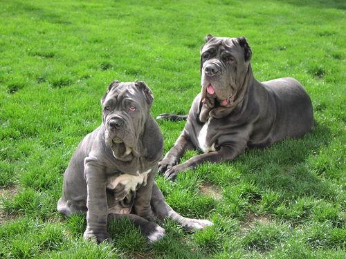 纽波利顿犬打架视频,一场力量与勇气的较量