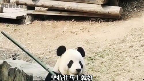 动物操视频,动物操视频带你领略萌趣瞬间