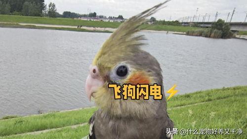 养鸟视频大全,养鸟视频大全带你领略鸟类魅力