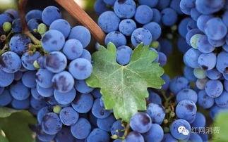 银葡萄视频,揭秘金融科技新趋势