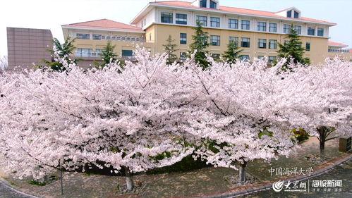 夜樱花视频